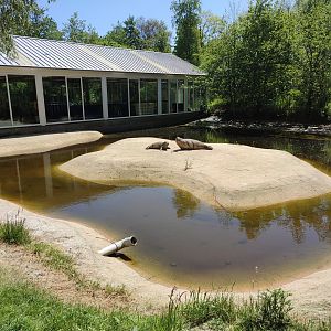 African penguin walk-through enclosure - back part