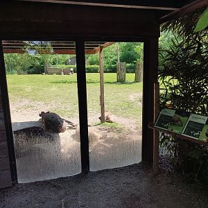Tapir enclosure - view at the shelter