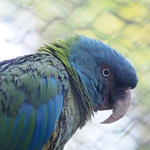Blue-headed macaw (Primolius couloni), 2022-10-19
