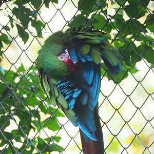 Mexican military macaw (Ara militaris mexicana), 2022-10-19