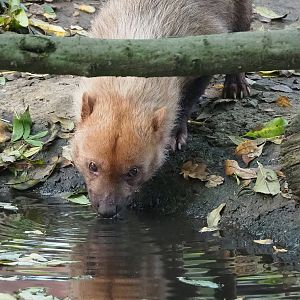 Bush dog  (Speothos venaticus), 2022-10-19