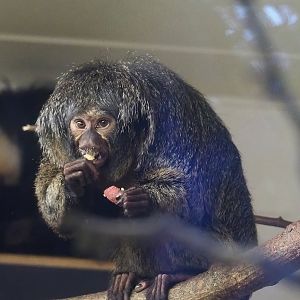 Female White-faced saki (Pithecia pithecia), 2022-10-19