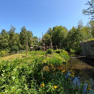 Capuchin monkey island