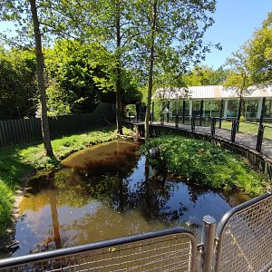 Asian small-clawed otter enclosure