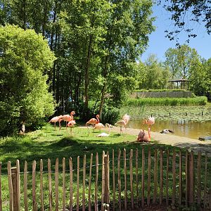 Flamingo enclosure