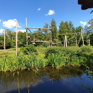 Capuchin monkey island