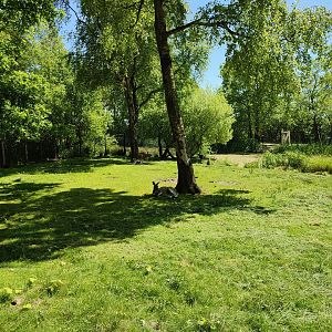 Walk-through kangaroo enclosure