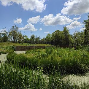 Amur area - future enclosure