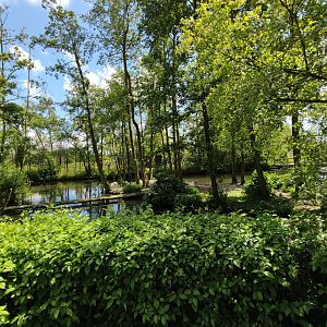 Great white pelican enclosure