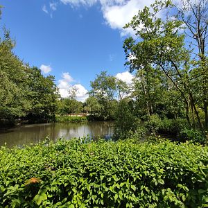 Great white pelican enclosure