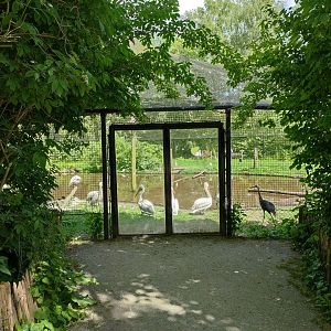 Walk-through Humboldt penguin enclosure - view into the Asia aviary