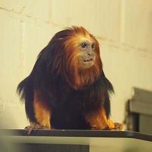 Golden-headed lion tamarin (Leontopithecus chrysomelas), 2022-10-19