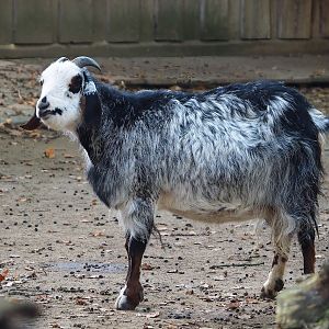 Domestic goat (Capra hircus), 2022-10-19