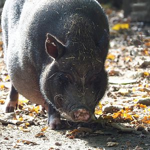 Potbelly pig (Sus domesticus), 2022-10-19