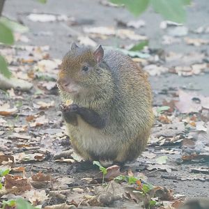 Black-rumped agouti (Dasyprocta prymnolopha), 2022-10-19