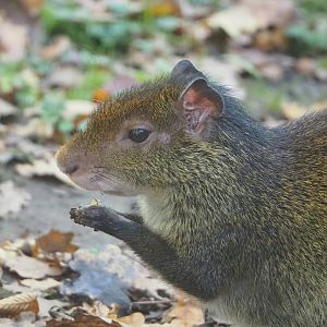 Black-rumped agouti (Dasyprocta prymnolopha), 2022-10-19