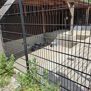 Humboldt penguin enclosure - penguin nursery
