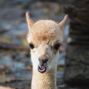Juvenile Vicuña (Vicugna vicugna), 2022-10-19