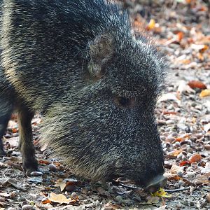 Chacoan peccary (Catagonus wagneri), 2022-10-19