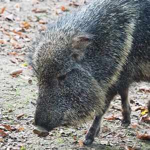 Chacoan peccary (Catagonus wagneri), 2022-10-19