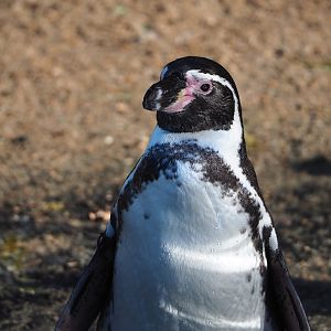 Humboldt penguin (Spheniscus humboldti), 2022-10-19