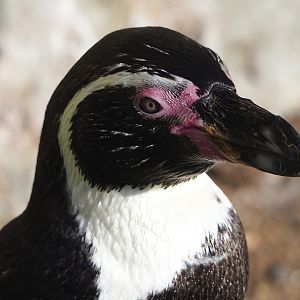Humboldt penguin (Spheniscus humboldti), 2022-10-19