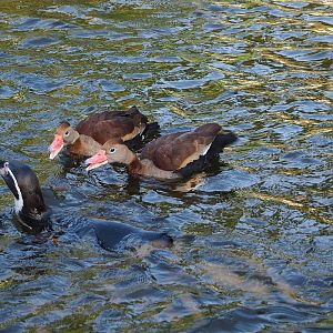 Southern black-bellied whistling ducks (Dendrocygna autumnalis autumnalis) and Humboldt penguin (Spheniscus humboldti), 2022-10-19