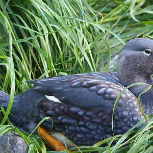 Magellanic flightless steamer duck (Tachyeres pteneres), 2022-10-19