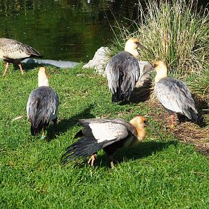 Black-faced ibises (Theristicus melanopis), 2022-10-19