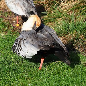 Black-faced ibis (Theristicus melanopis), 2022-10-19