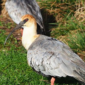 Black-faced ibis (Theristicus melanopis), 2022-10-19