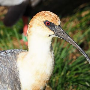 Black-faced ibis (Theristicus melanopis), 2022-10-19