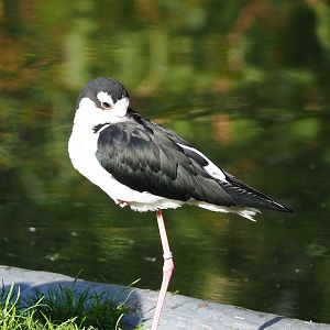 Black-necked stilt (Himantopus mexicanus), 2022-10-19
