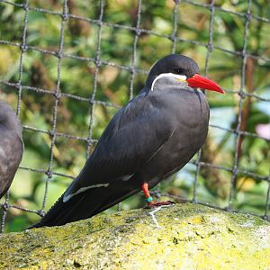 Inca tern (Larosterna inca), 2022-10-19