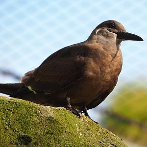 Juvenile Inca tern (Larosterna inca), 2022-10-19