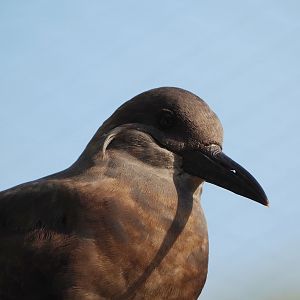 Juvenile Inca tern (Larosterna inca), 2022-10-19