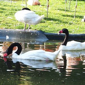 Black-necked swans (Cygnus melancoryphus), 2022-10-19