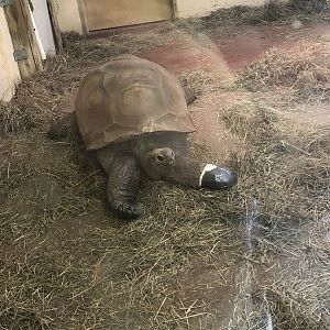 Aldabra Giant Tortoise