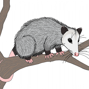 Virginia Opossum