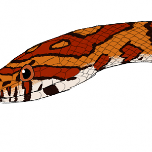 Corn Snake