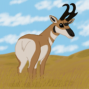Pronghorn