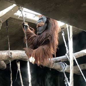 Orangutan