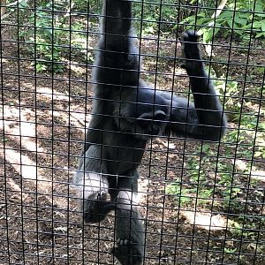 Javan Gibbon