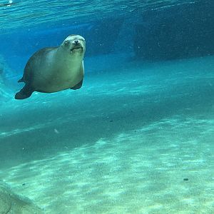 Sea Lion