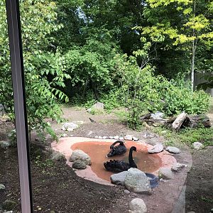 Future Tasmanian Devil Exhibit