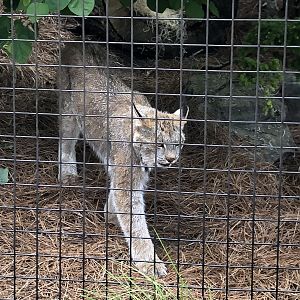 Canada Lynx