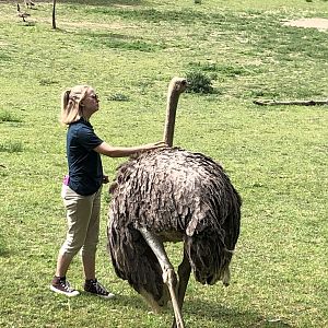 Ostrich With Keeper