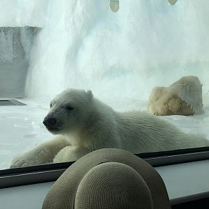 Polar Bear Cub