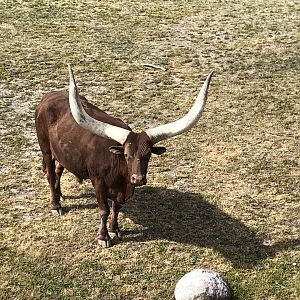 Watsui Cattle