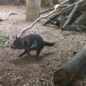 Tasmanian Devil